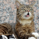 Illustration for article titled Beloved internet cat Lil Bub has died
